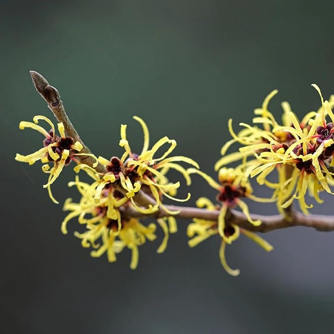 Aromatics International Witch Hazel Hydrosol 100ml | Multi-Purpose Aromatic Mist for Home