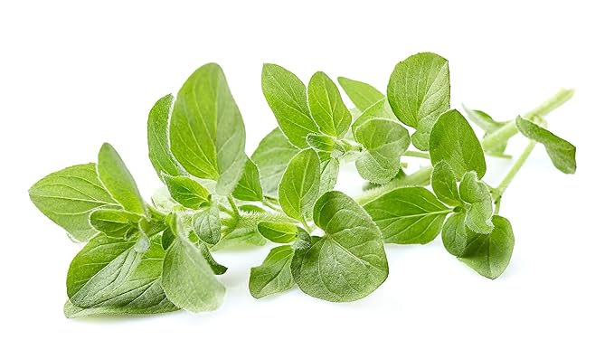 US Organic 100% Pure Oregano Essential Oil - USDA Certified Organic, Steam Distilled (10 ml)