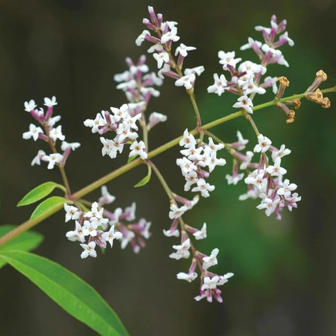 Aromatics International Lemon Verbena Hydrosol 100ml | Citrus Aromatic Mist for Freshness