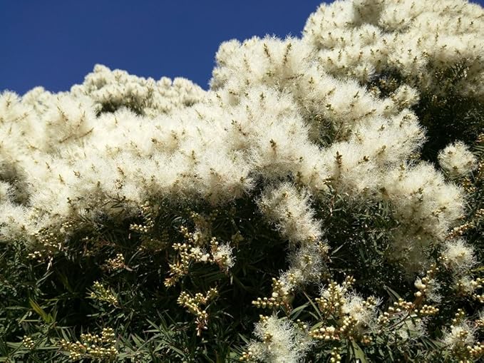 US Organic 100% Pure Tea Tree Essential Oil, Steam Distilled, USDA Certified Organic, for Hair, Skin, Scalp, Foot, Toenails, and Nail Polish - 30 ml, 2 Pack